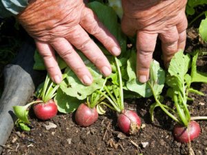Las manos de la literalidad tomando el rábano por las hojas.