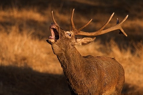un-ciervo-en-plena-berrea