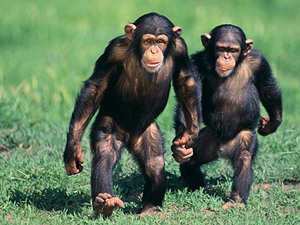 chimpances-violencia